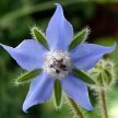 Borage