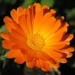 Calendula